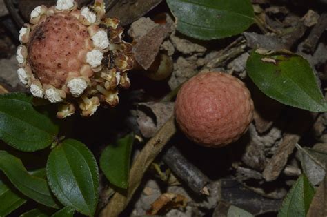 筆頭蛇菰|筆頭蛇菰 (Balanophora harlandii)